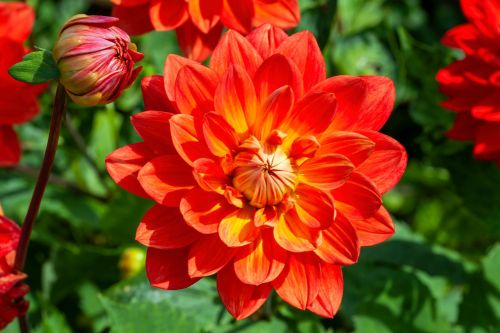 Gefüllte rote Dahlie