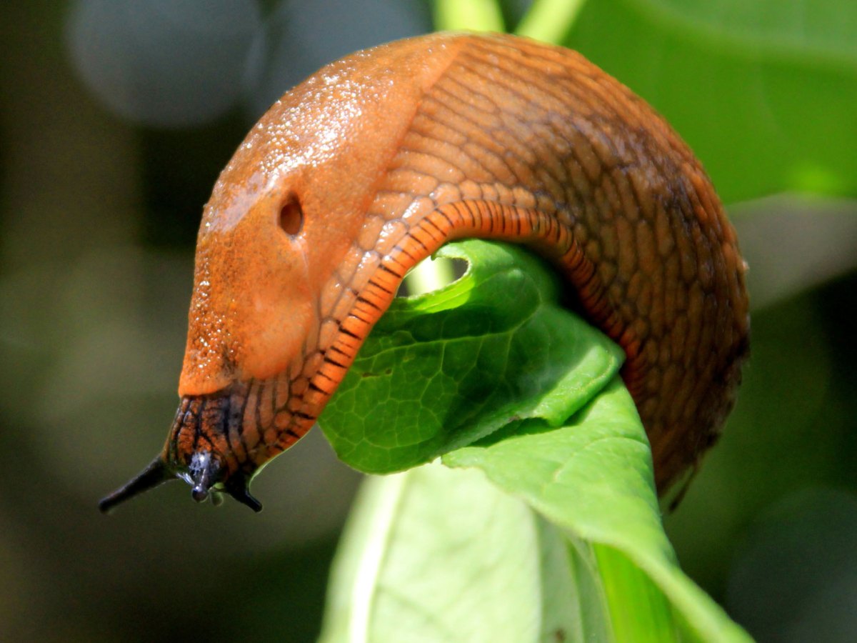 Nacktschnecke auf Blatt als Bild für Hausmittel gegen Schnecken