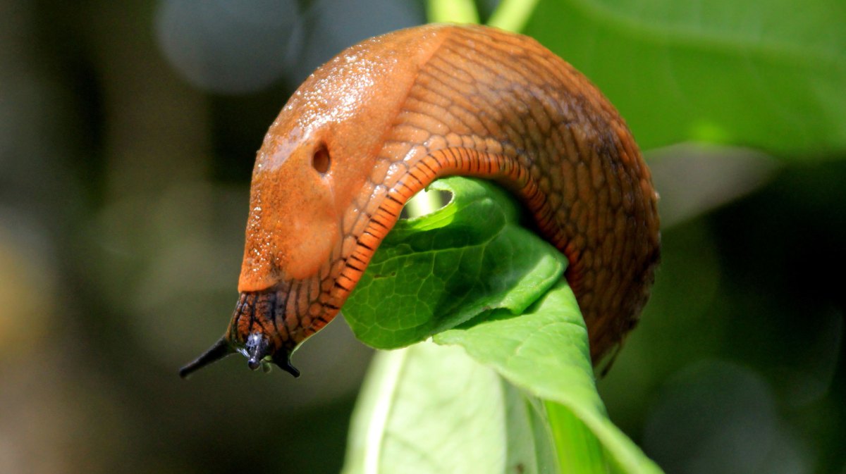 Nacktschnecke auf Blatt als Bild für Hausmittel gegen Schnecken