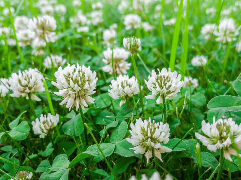Klee im Rasen