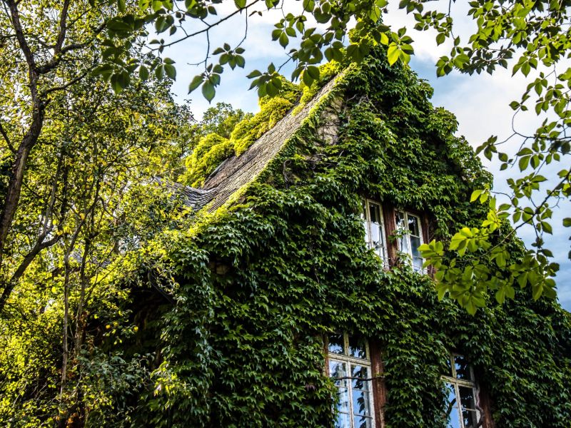 Haus mit Efeu bewachsen