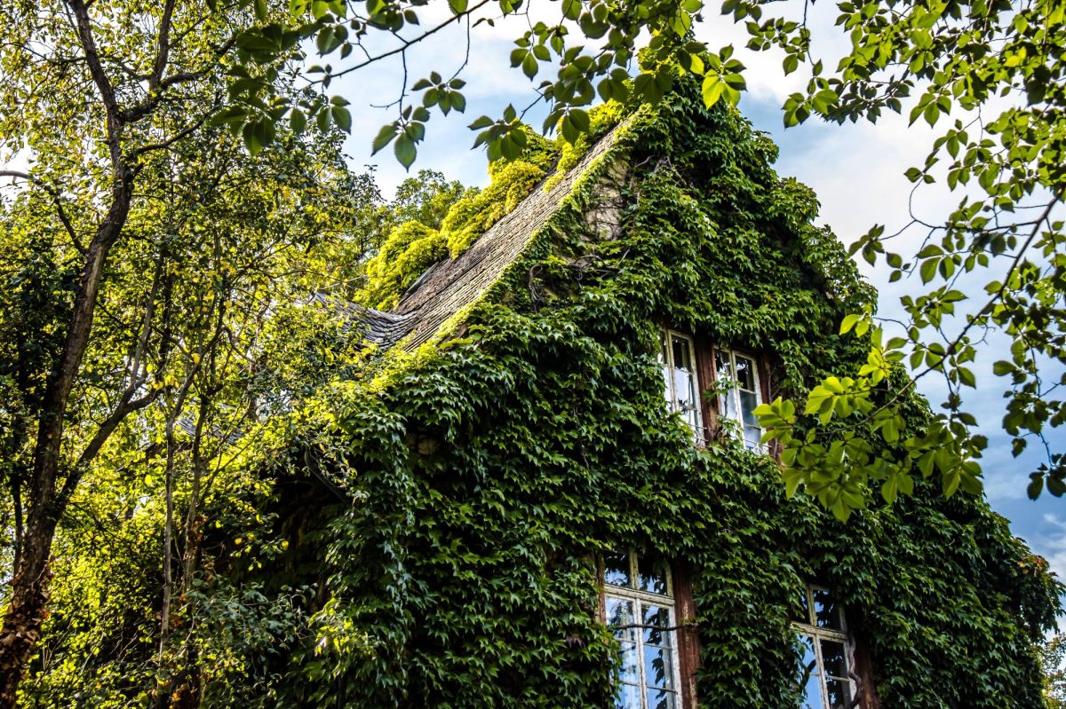 Haus mit Efeu bewachsen