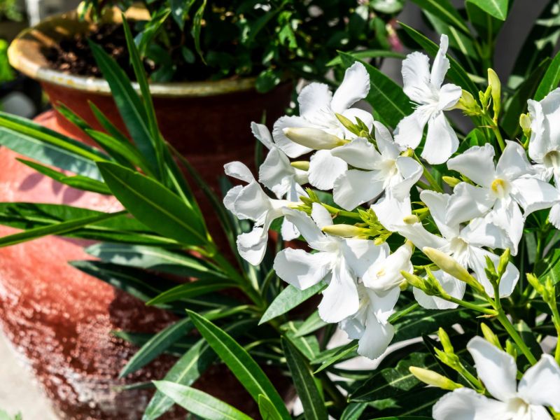 Weißer Oleander im Kübel