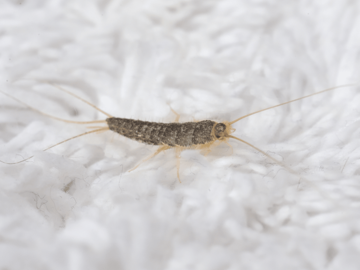 Papierfischchen auf einem wei&szlig;en Teppich.