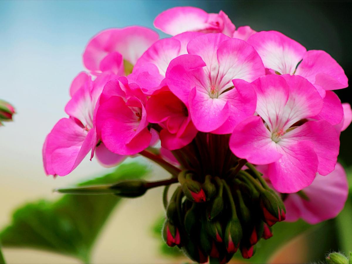Pinke Geranie