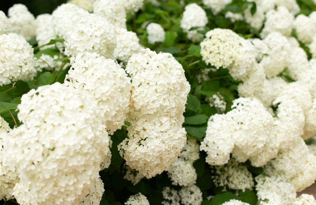 Schneeballhortensie mit vielen Bl&uuml;ten