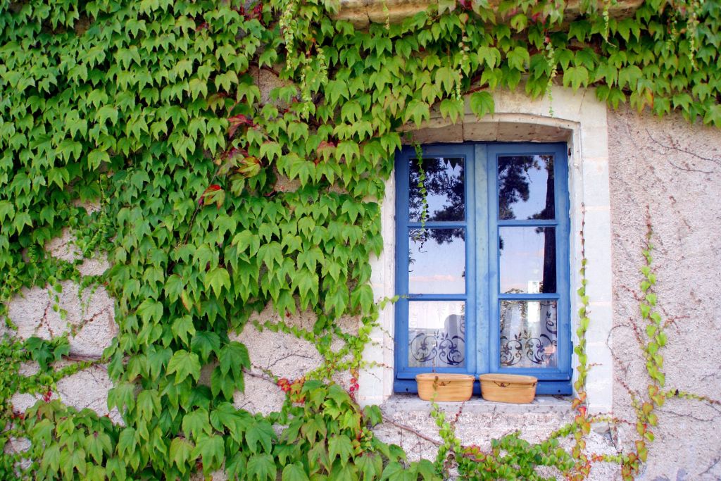 Wilder Wein an Hausfassade mit blauem Fenster