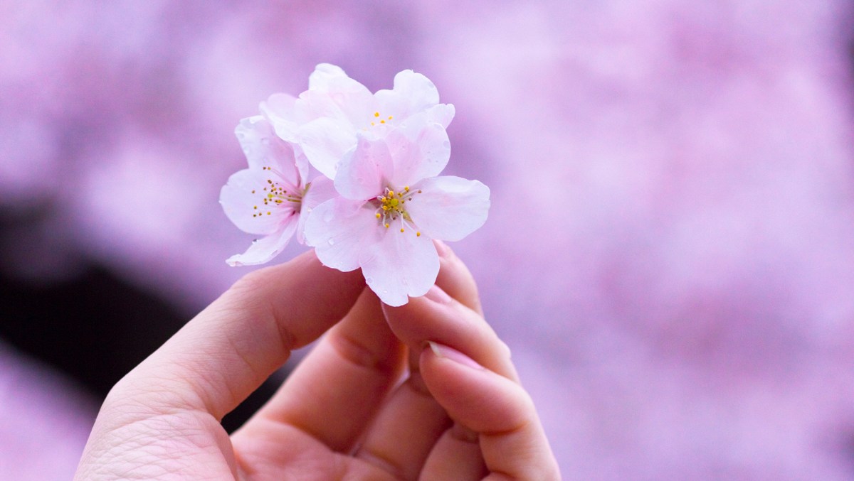 Kirschblüten in der Hand