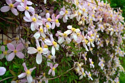 Clematis Montana in zartrosa