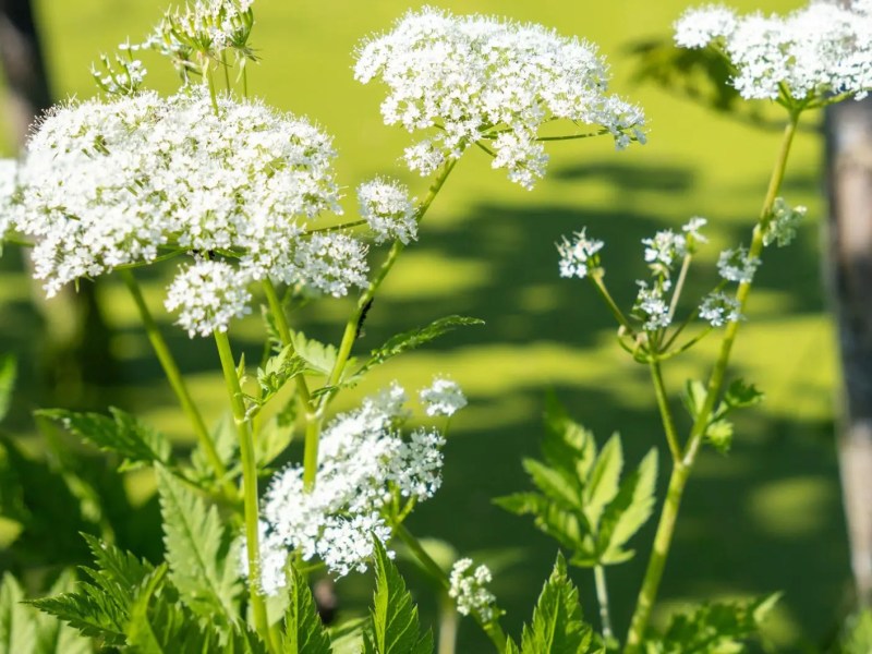 Giersch im Garten.