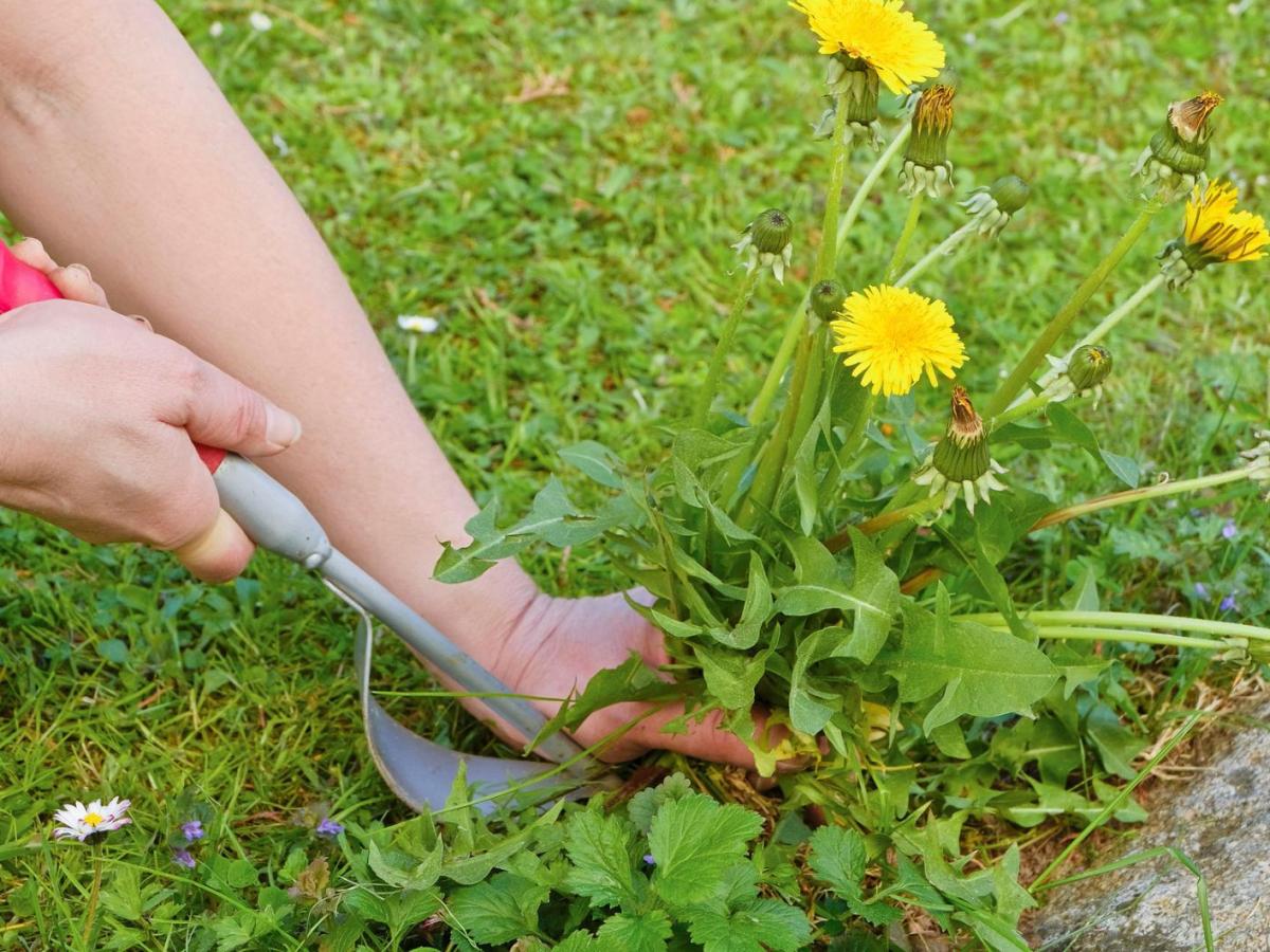 Frau jätet Unkraut im Rasen.