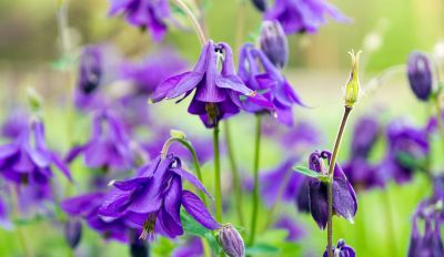 Es gibt eine Reihe wunderschöner Stauden, die sich ohne dein zutun vermehren. Lila Akelei: Die Akelei gehört zu den selbstaussäenden Stauden.