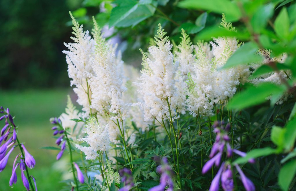 weiße Astilbe