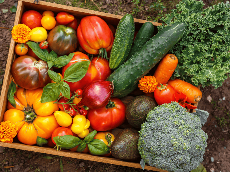 Volle Erntekiste mit Tomaten, Gurken, Brokkoli und mehr.