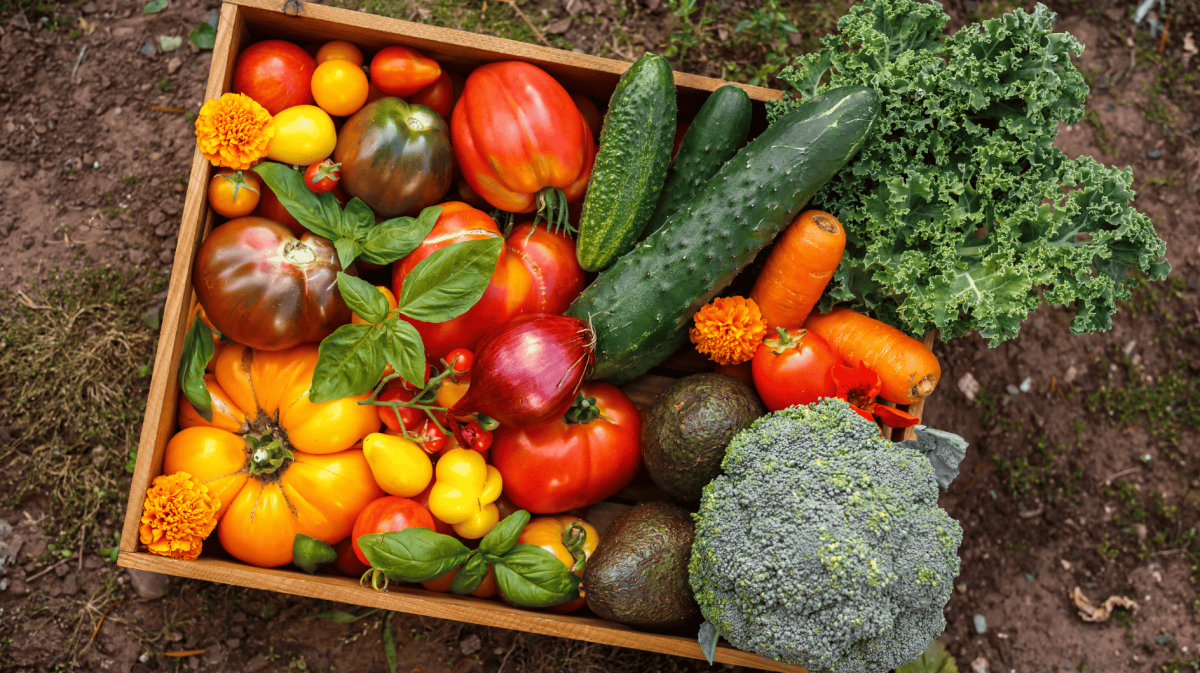 Volle Erntekiste mit Tomaten, Gurken, Brokkoli und mehr.