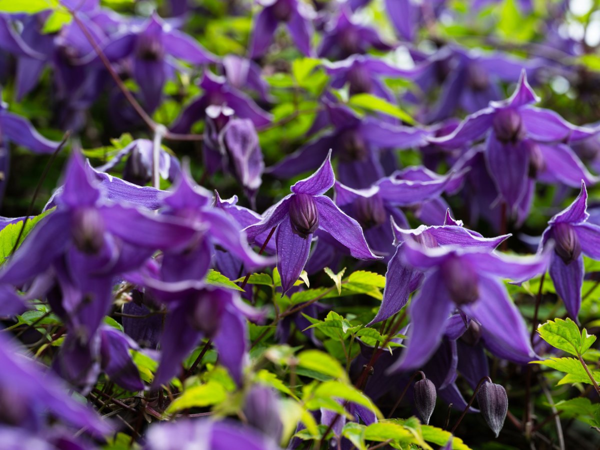 Clematis Alpina in Dunkellila