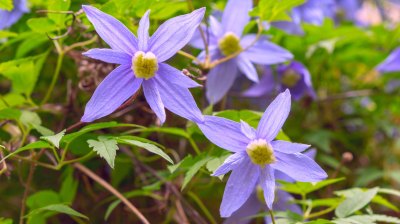 Clematis Alpina in Lila