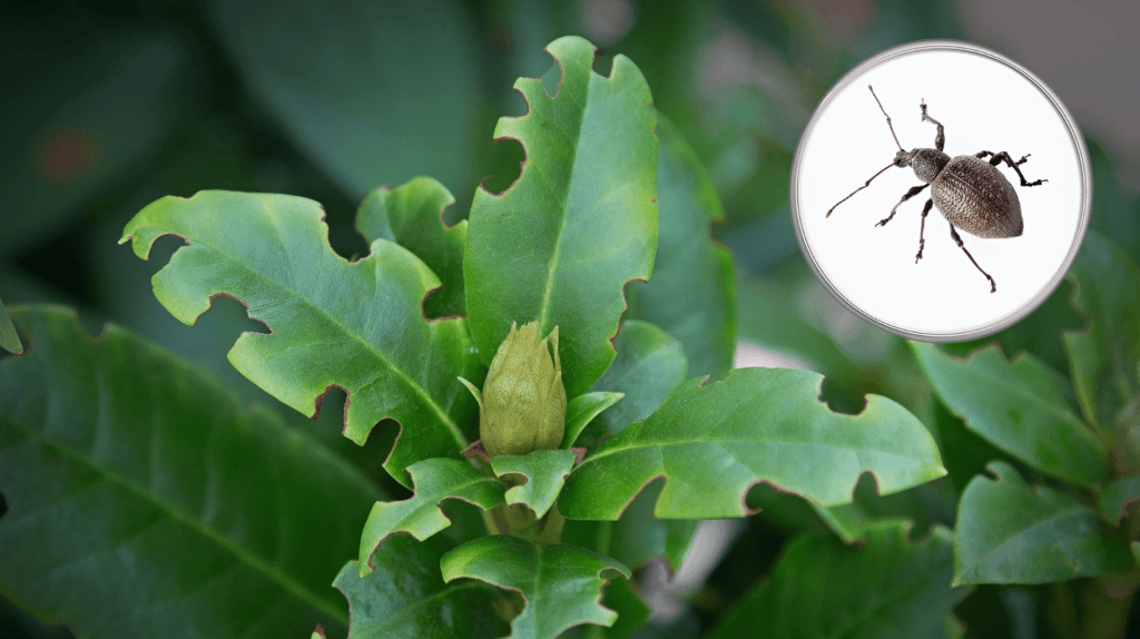 Angefressene Pflanzenblätter von einem Dickmaulrüssler.