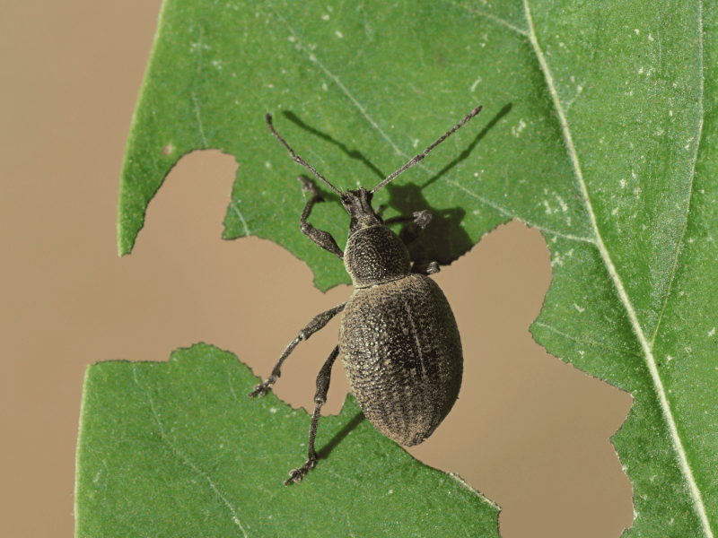 Dickmaulrüssler auf Blatt.