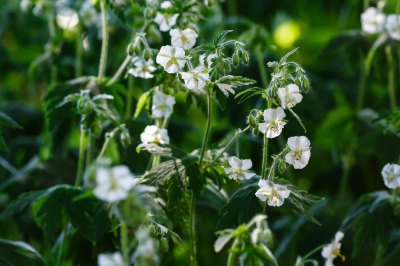 Ich schwöre auf den winterharten weißen Storchschnabel "Album" für schattige Plätze. Geranium Album