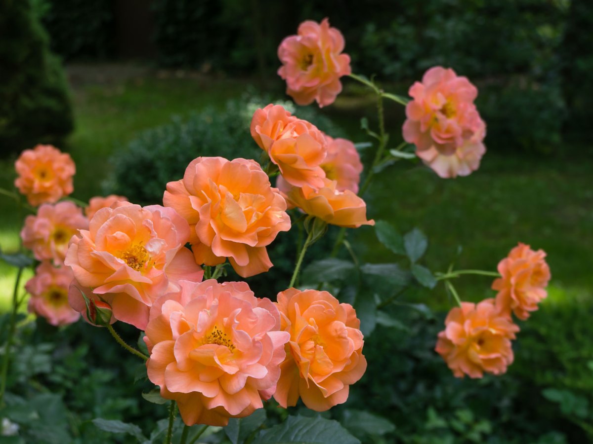 Rosen f&uuml;r Schatten: Sorte Westerland