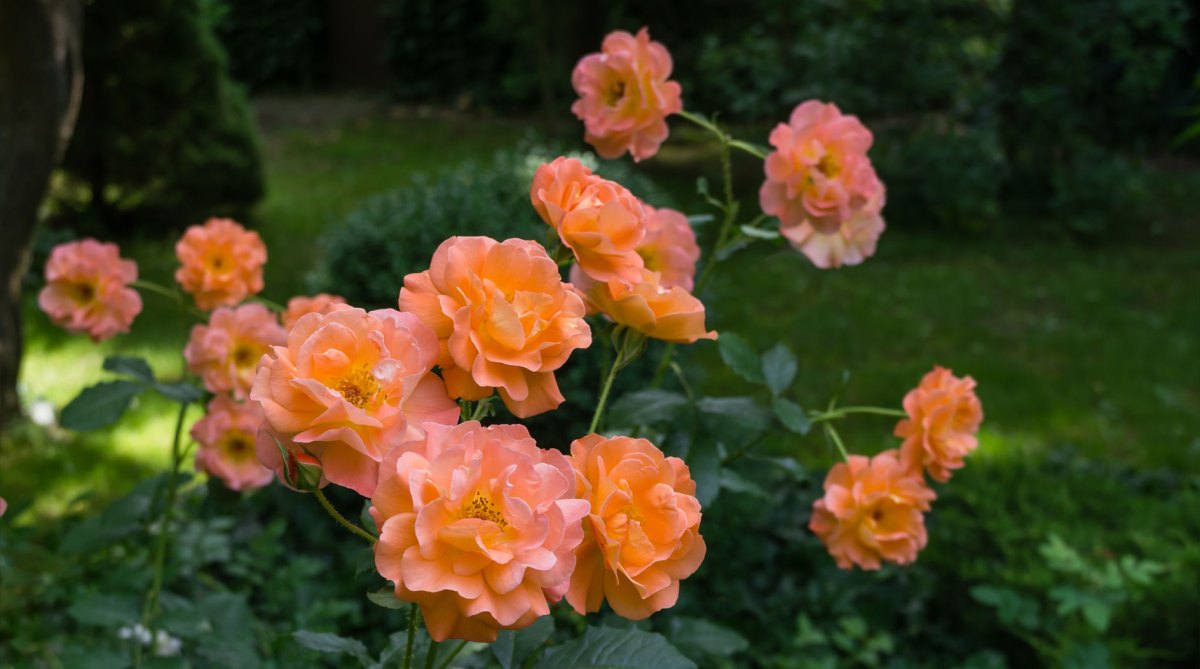 Rosen für Schatten: Sorte Westerland