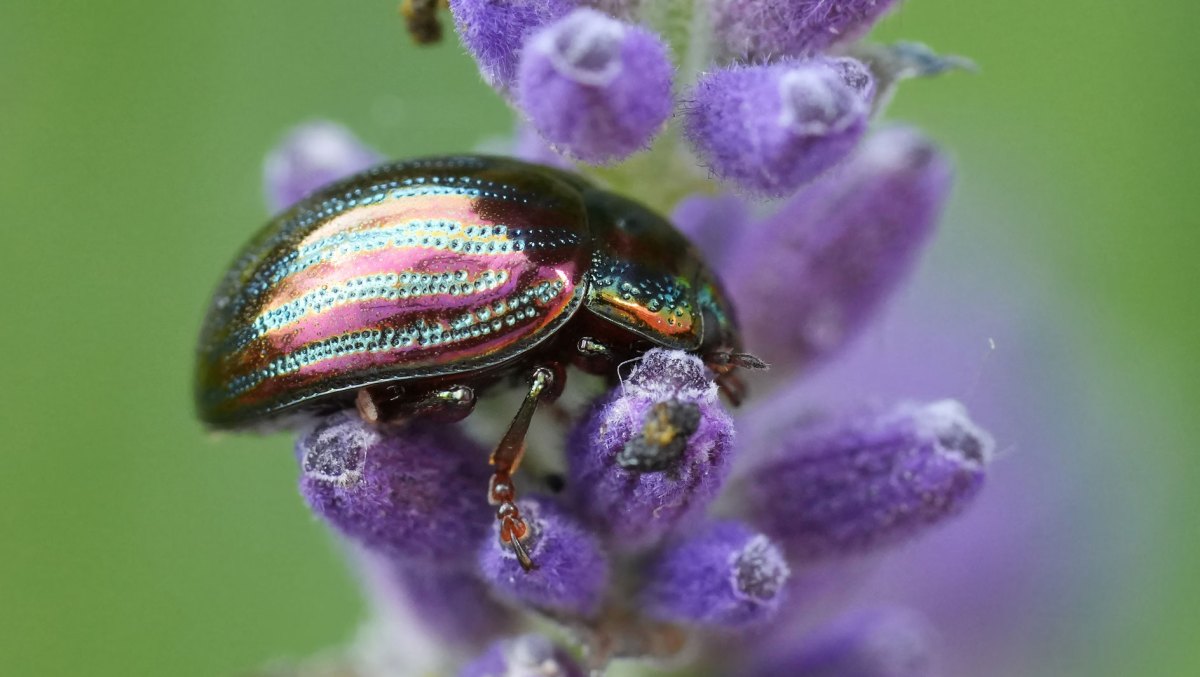 Rosmarinkäfer auf Lavendel