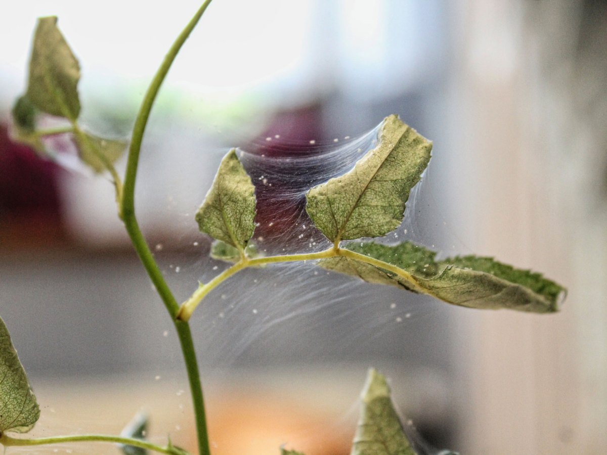 Spinnmilben an Rosenblättern