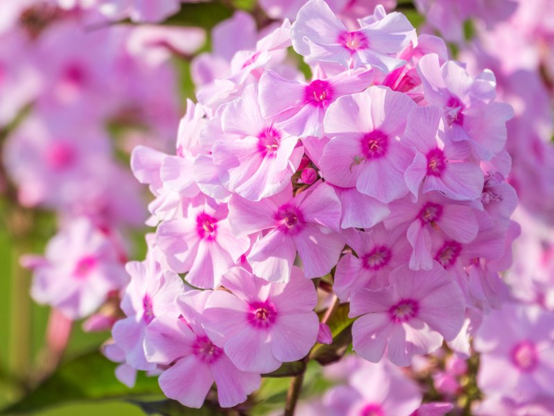 Phlox liebt feuchte Böden