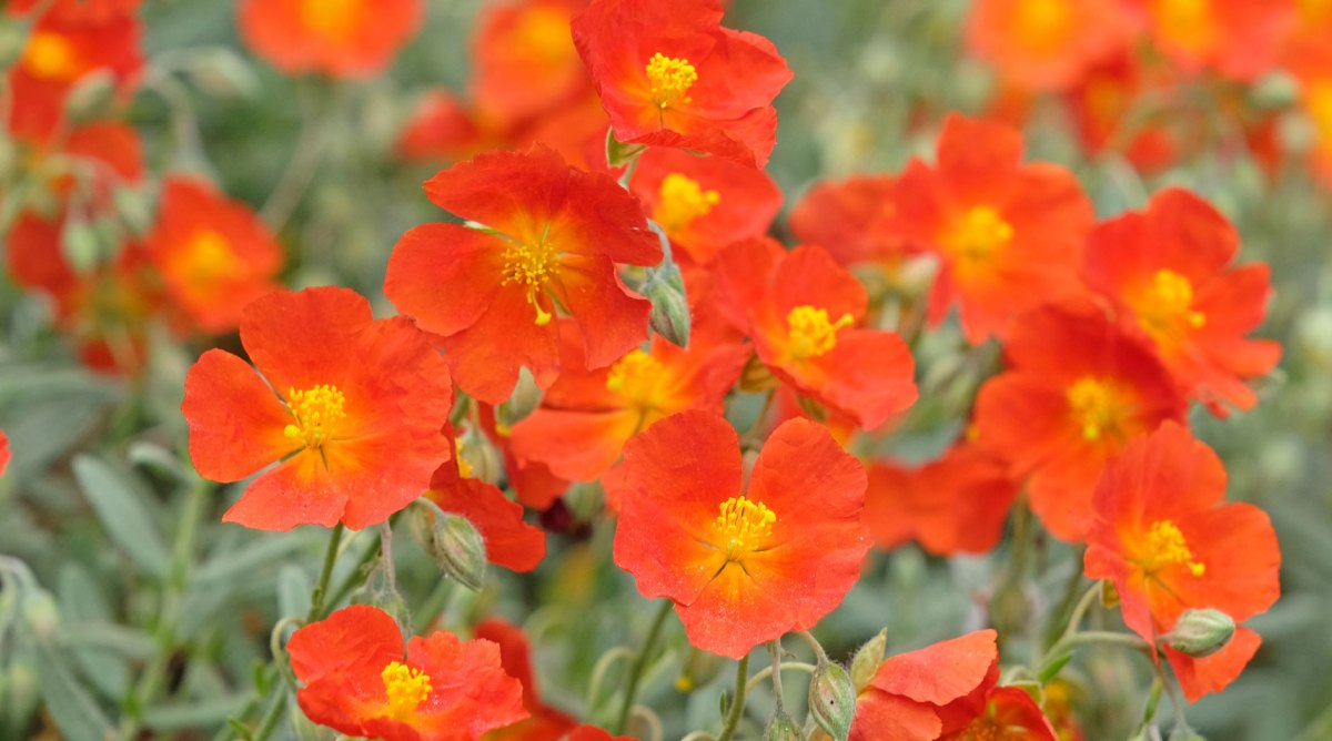 Sonnenröschen in Rot als Stauden für pralle Sonne
