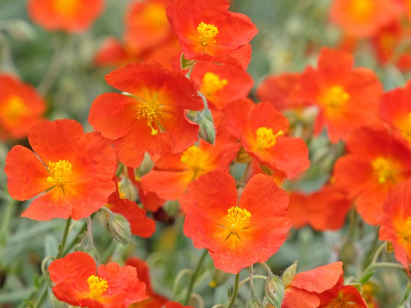 Sonnenröschen in Rot als Stauden für pralle Sonne