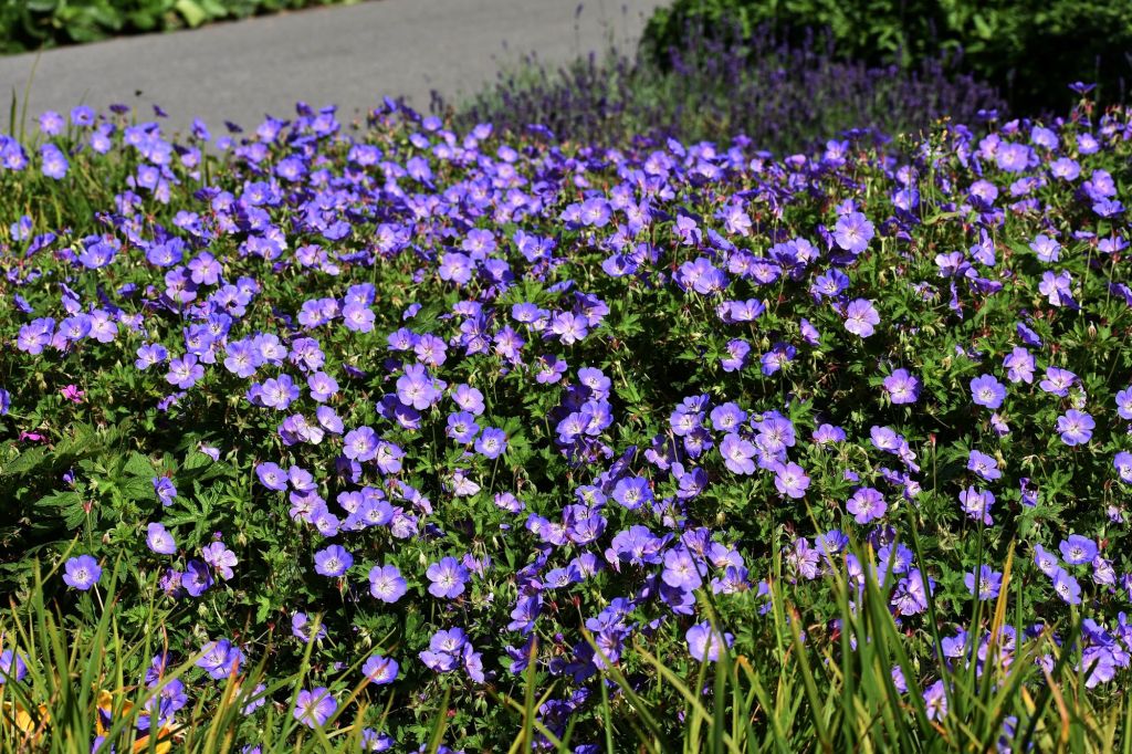 Storchschnabel mit lila Blüten