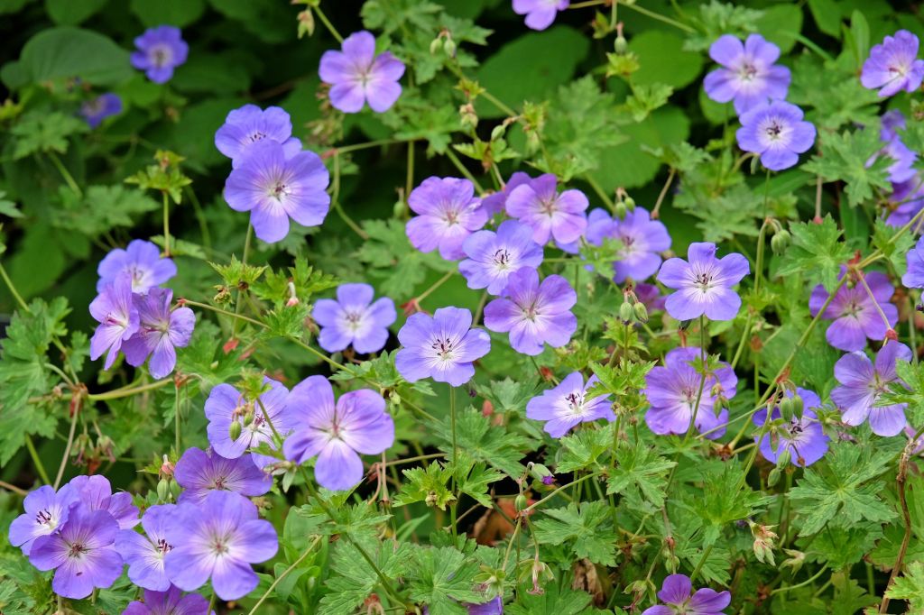 Storchschnabel in Violett