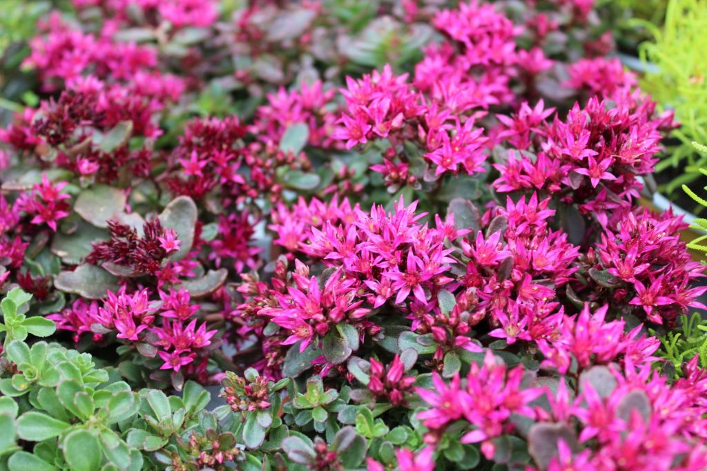 Kriechende Fetthenne in pink