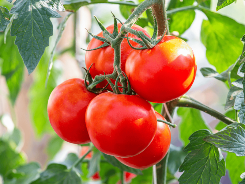 Satte Tomaten im Garten.