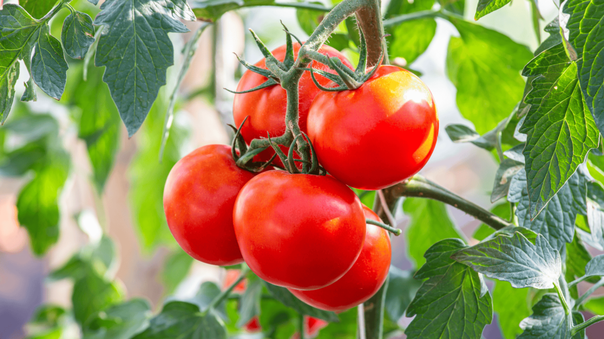 Satte Tomaten im Garten.