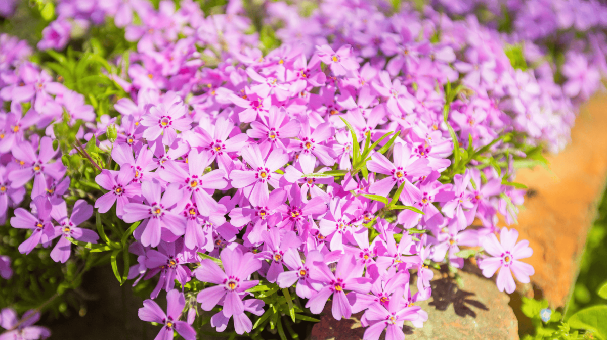 Lila Teppich-Phlox im Garten.