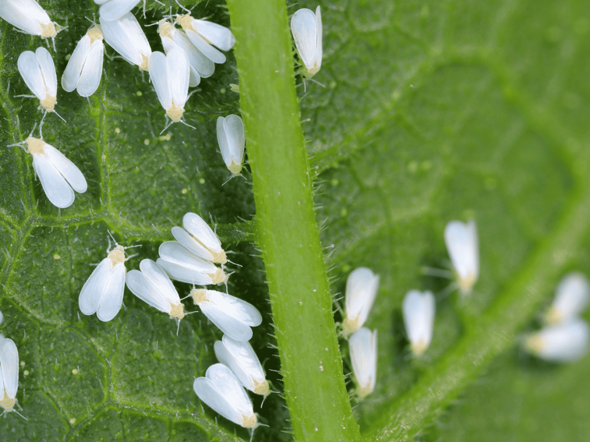 Weiße Fliegen auf Unterseite von einem Blatt.