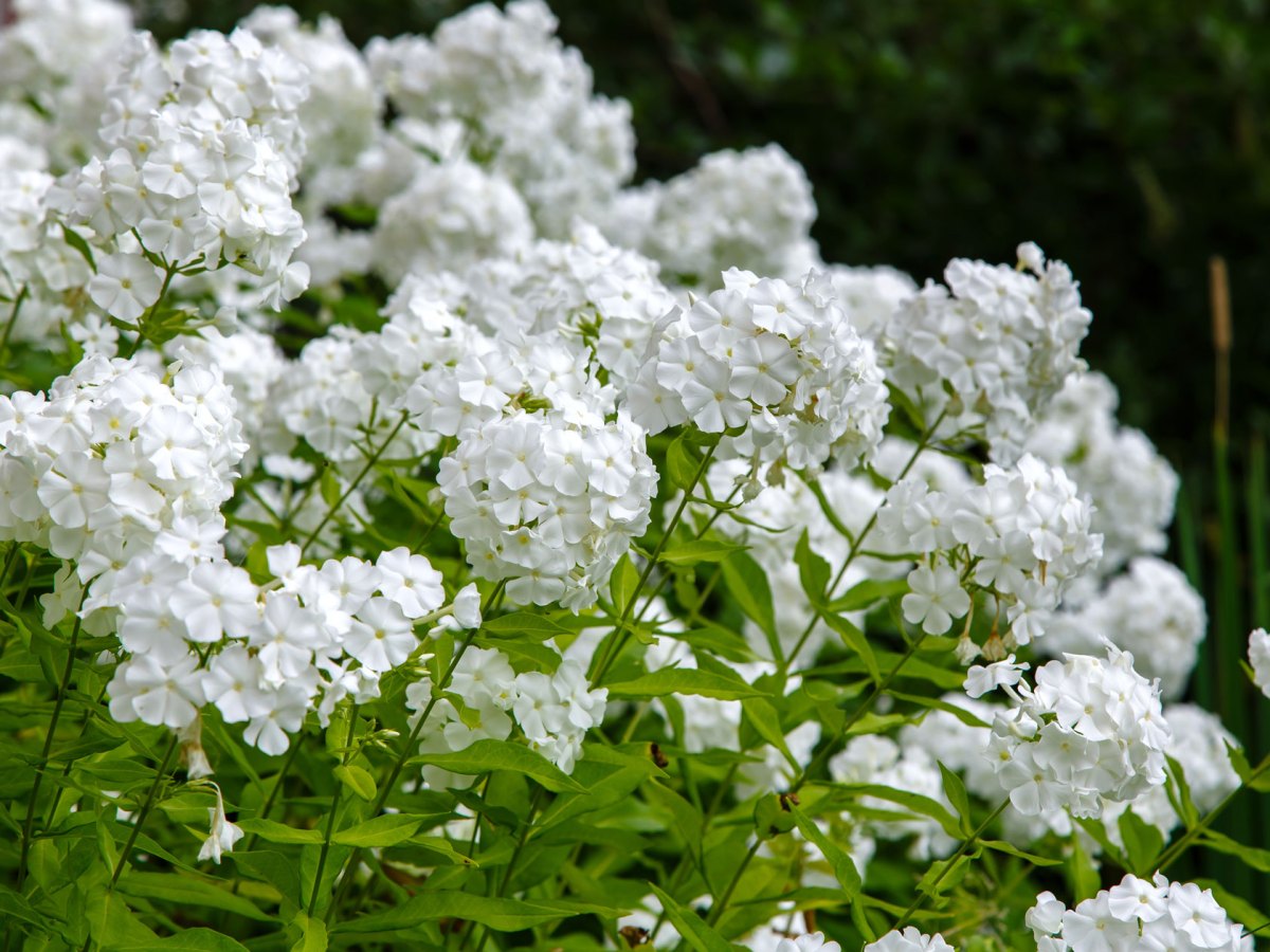 Weiße Stauden Phlox