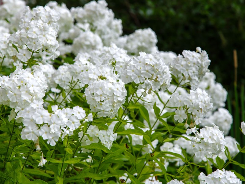 Weiße Stauden Phlox