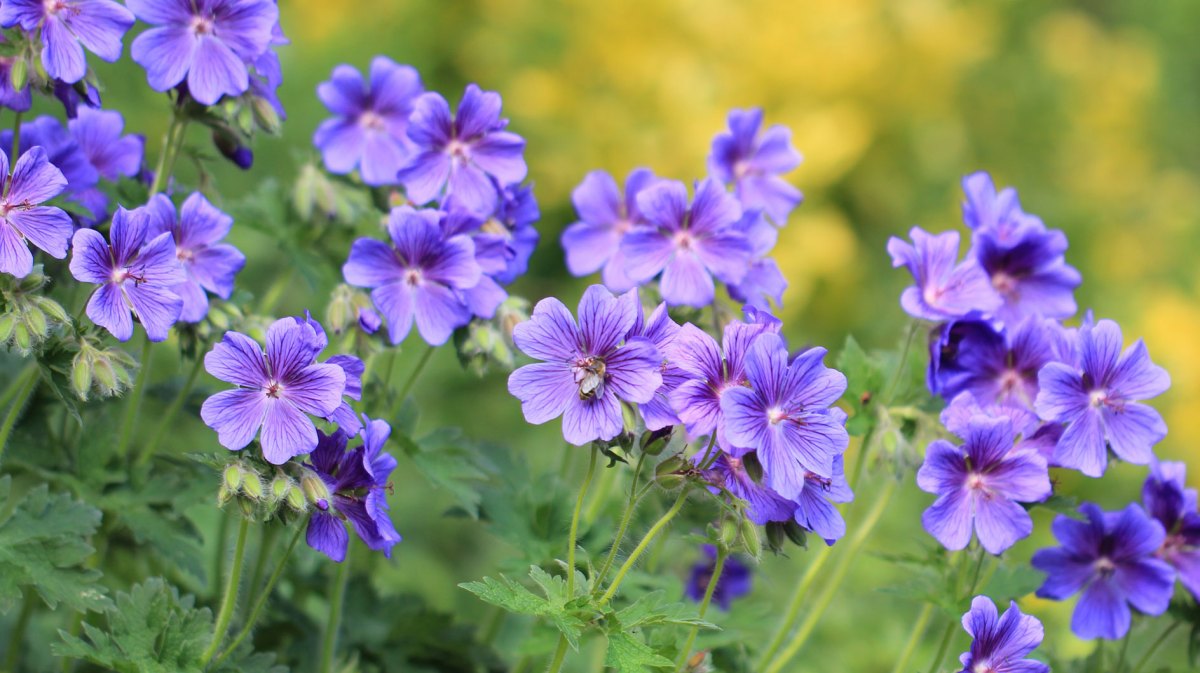Storchschnabel in Lila als winterharte Staude