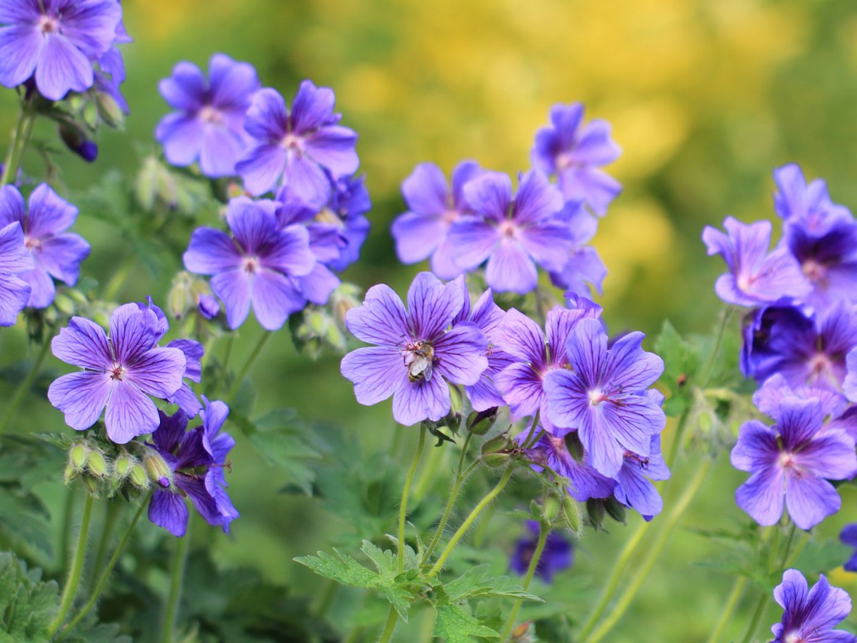 Storchschnabel in Lila als winterharte Staude