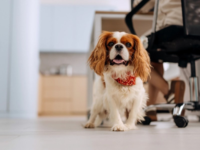 Kleiner Hund im B&uuml;ro