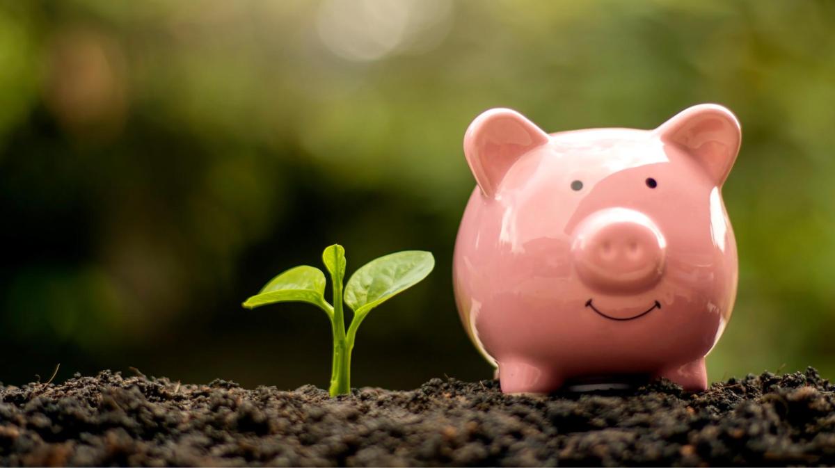 Sparschwein steht neben einer kleinen Pflanze auf der Erde im Garten.