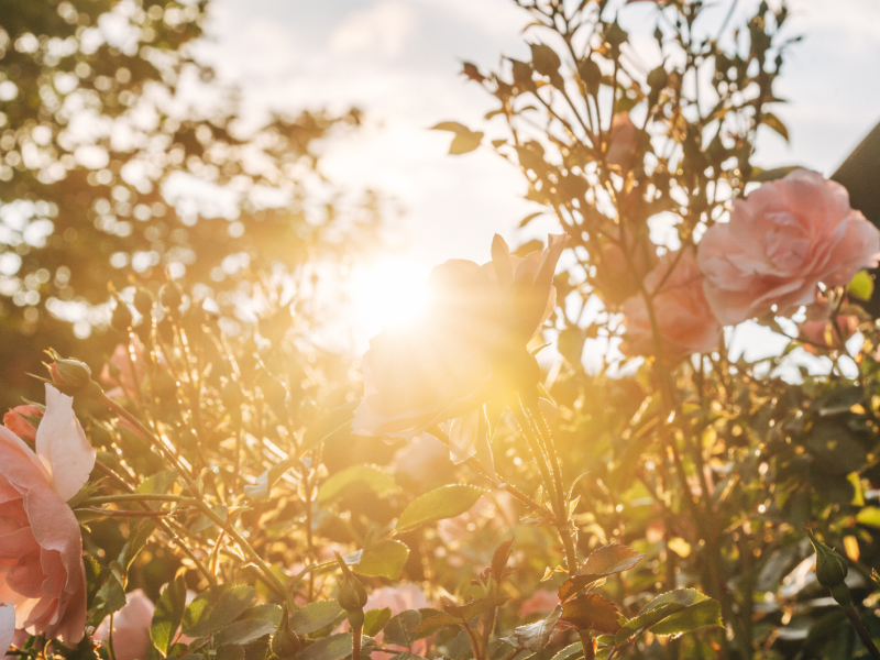 Blühende Blumen im Sonnenschein.