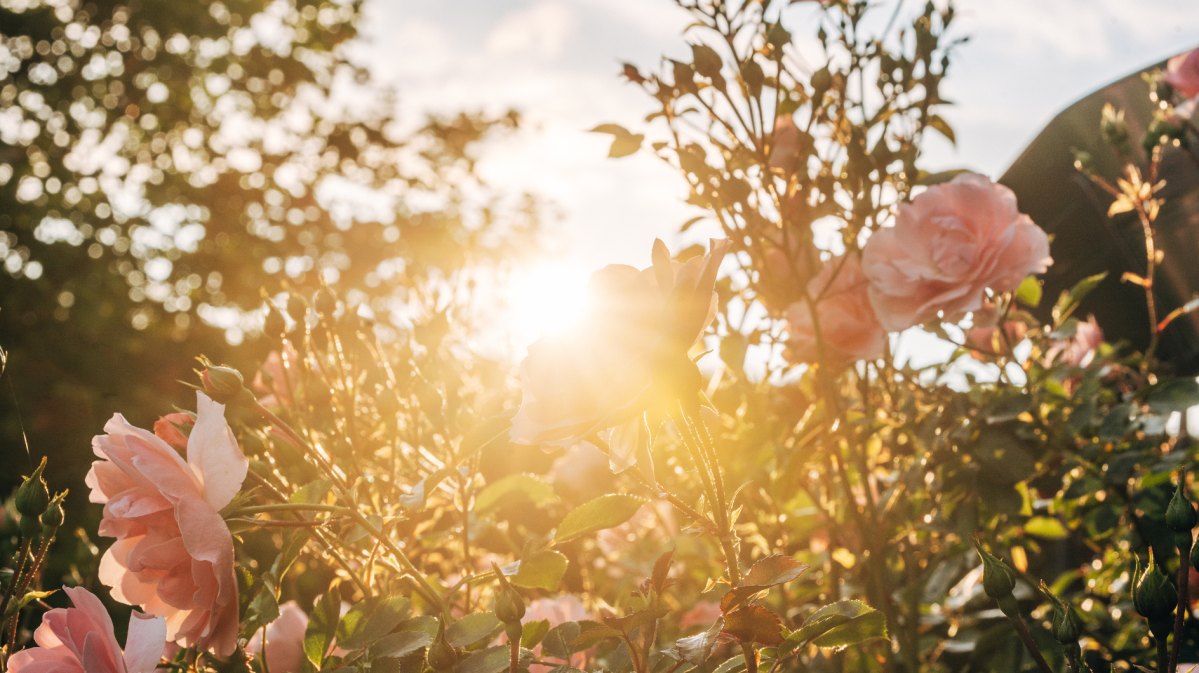 Blühende Blumen im Sonnenschein.