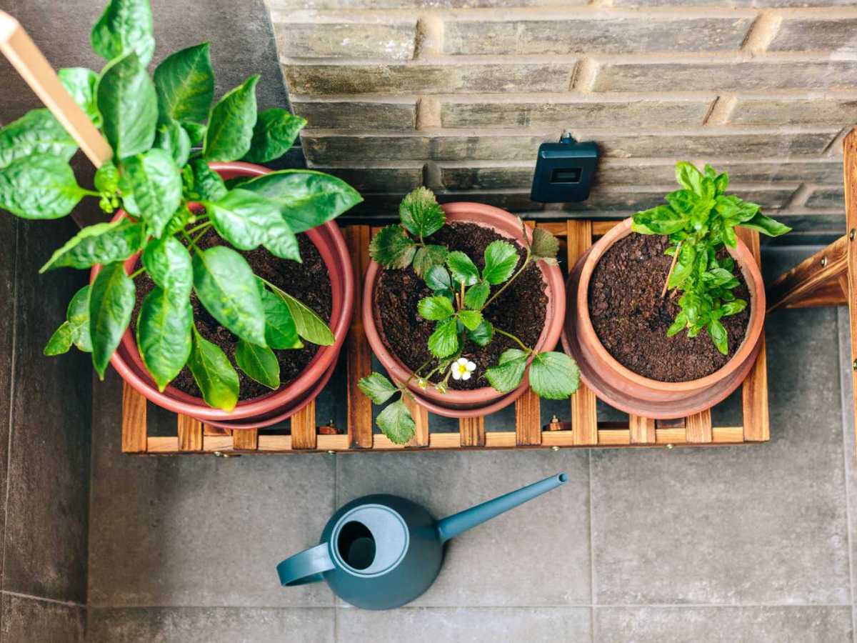 Pflanzen und eine Gie&szlig;kanne auf dem Balkon