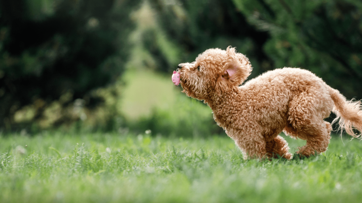 Ein Pudel-Welpe rennt über einen grünen Rasen.