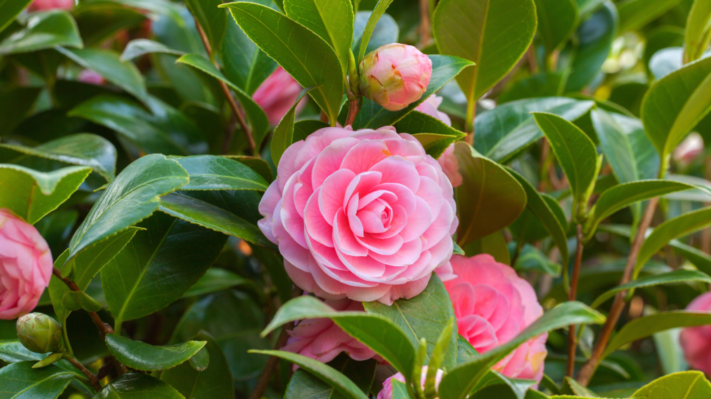 Rosa Kamelie in Nahaufnahme