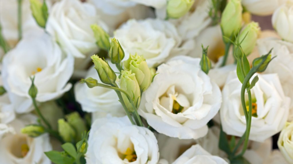 Weiße Lisianthus
